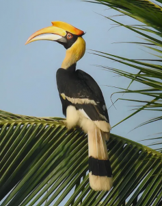 Great Hornbill