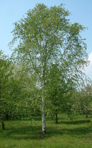 Himalayan Birch Tree