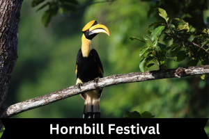 Hornbill Festival