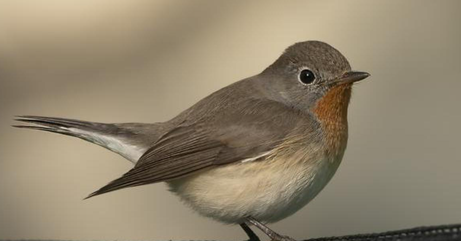 Red-breasted Flycatcher