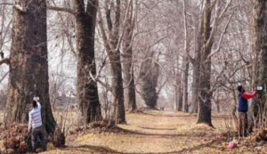 Chinar Tree