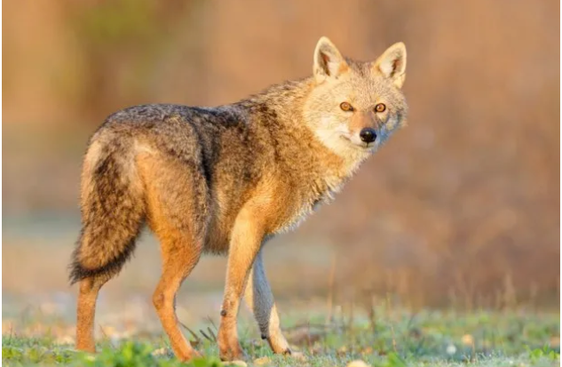 Golden Jackal Explanation