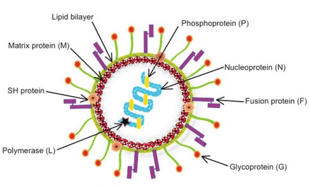 Human Metapneumovirus