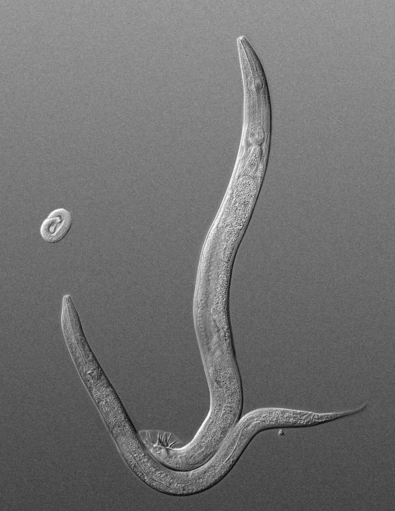 MicroRNAs and Caenorhabditis elegans