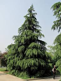 Deodhar Tree |ForumIAS