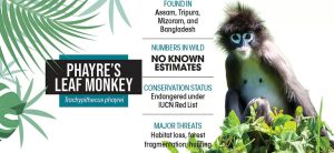 Phayre’s Leaf Monkey |ForumIAS